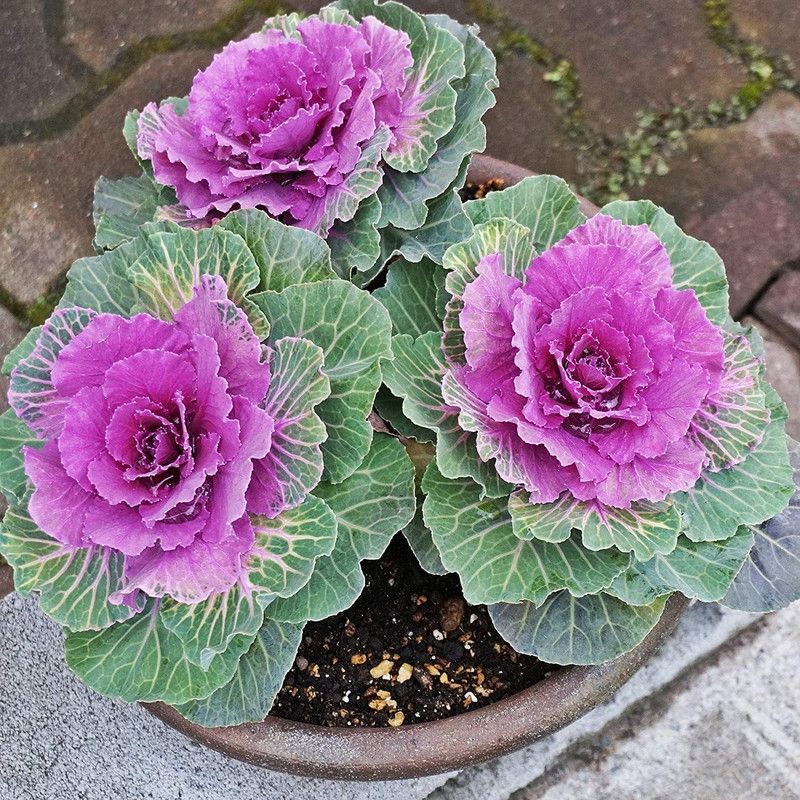 KANAYA Kale Flower Hybrid Seed  (10 per packet)