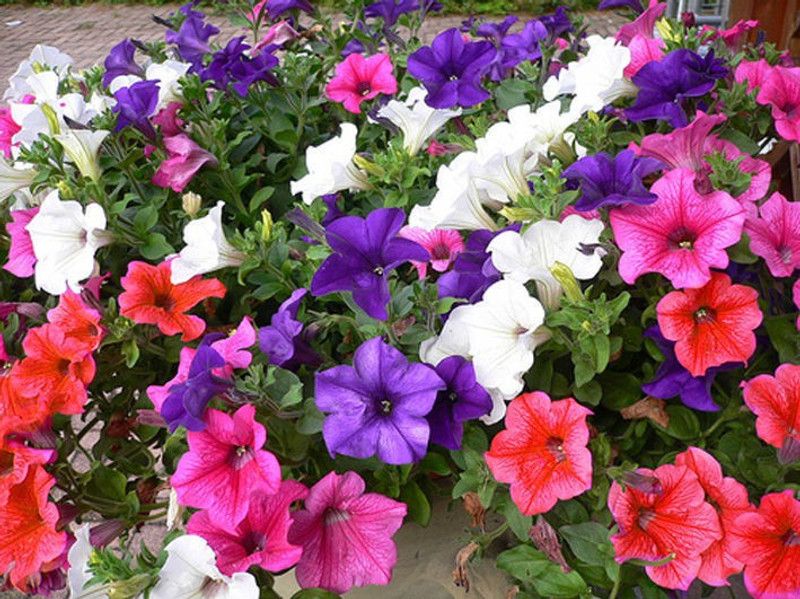 XOLDA Petunia Mixed Seed  (40 per packet)