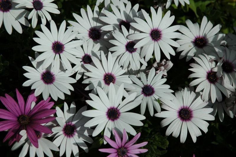 KANAYA Osteopermum Sunday Mix Flower Seed  (100 per packet)