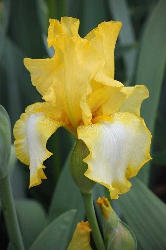 SIDDHI VINAYAK GALLERY Imported Variety Iris light yellow flower bulbs color Exotic Beautiful flower bulbs all season for home gardening Seed  (12 per packet)