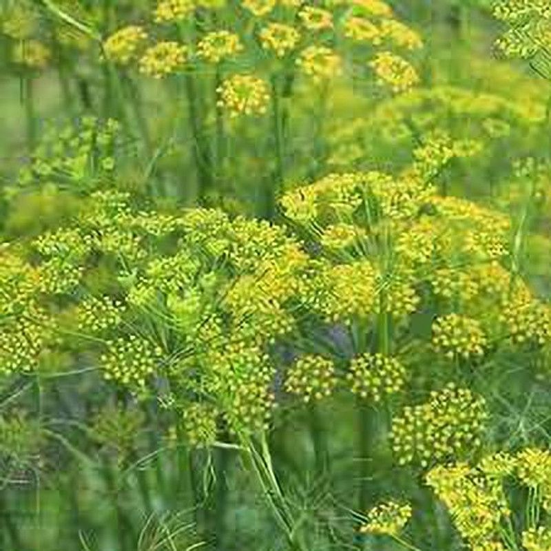 Mozette Organic sweet fennel Seed  (28 per packet)