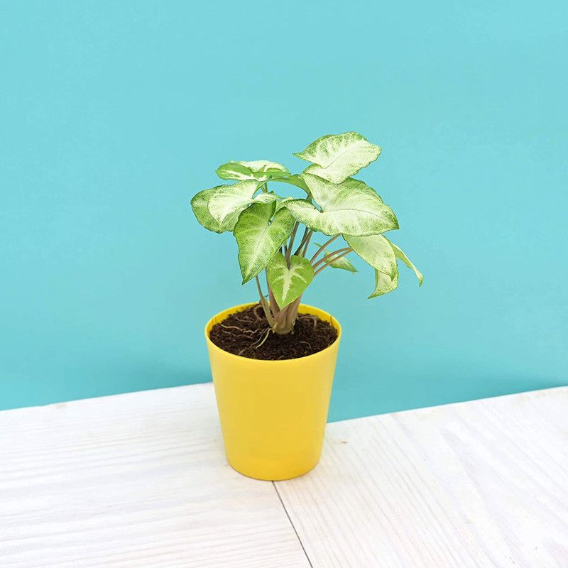 UGALOO Syngonium Plant  (Pack of 1)
