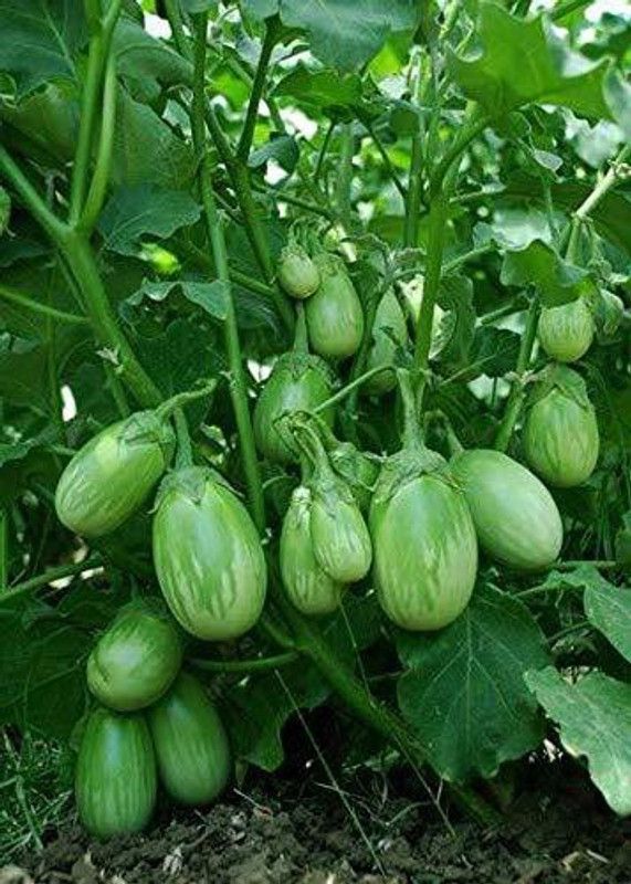 VibeX NBIR-8 - Green Brinjal F1 Hybrid Variety - (450 Seeds) Seed  (450 per packet)