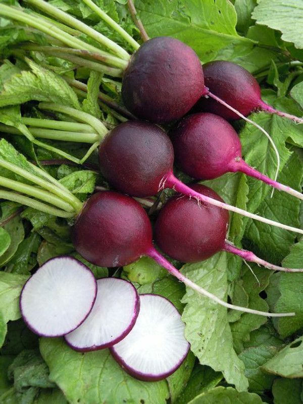 XOLDA Organic red round radish Seed  (38 per packet)