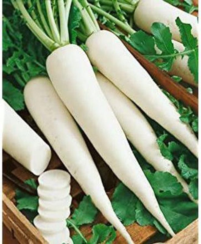 Paudha Radish plant Seed  (51 per packet)