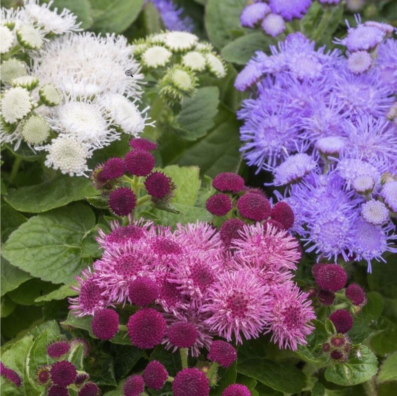 Paudha Ageratum ball mix Seed  (40 per packet)