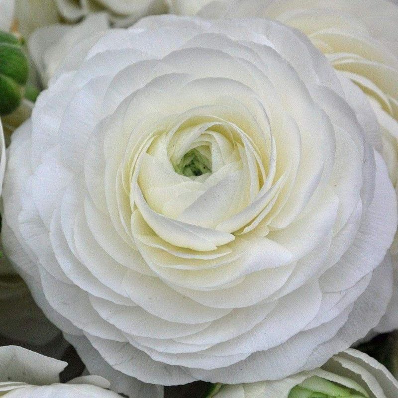 Audbhidhi Audbhidhi|Ranuculus White Flower Bulbs for home gardening (pack of 20 bulbs) Seed  (20 per packet)