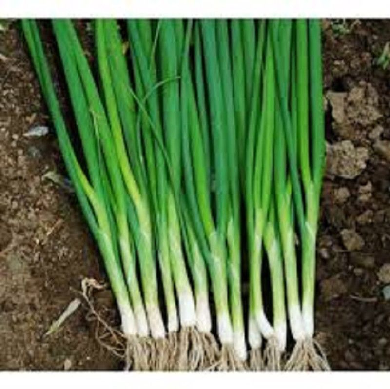 PMB Organic bunching onion Seed  (22 per packet)