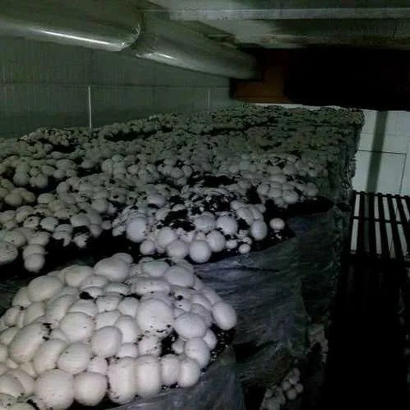 Nodoc Organic mushroom herb Seed  (28 per packet)