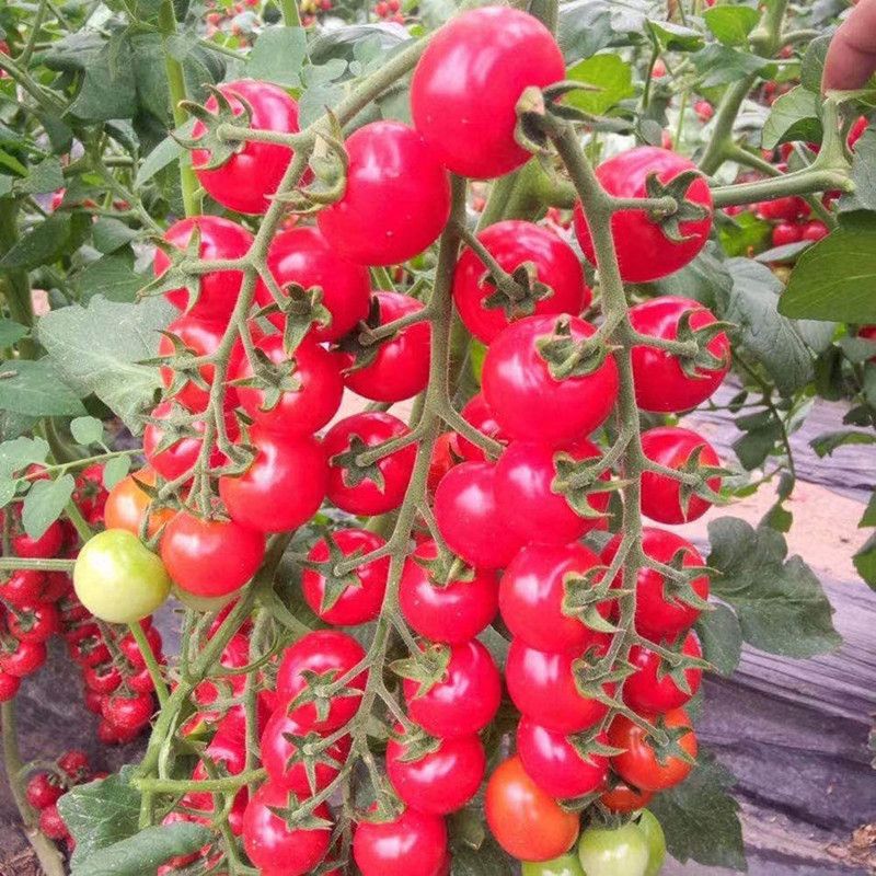 DROXTY ™ Hybrid Red Cherry Tomatoes Seeds Seed  (100 per packet)