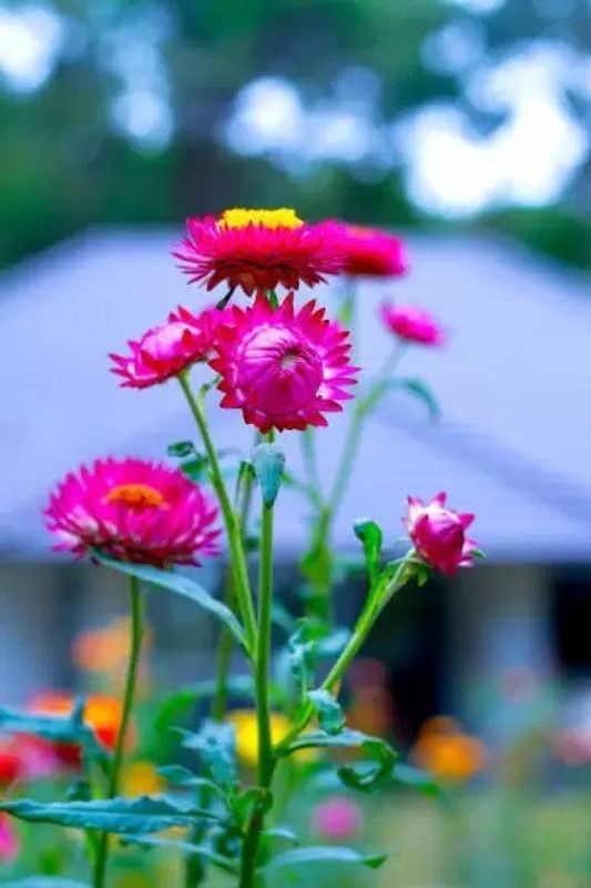Aro Helichrysum Seed  (10 per packet)