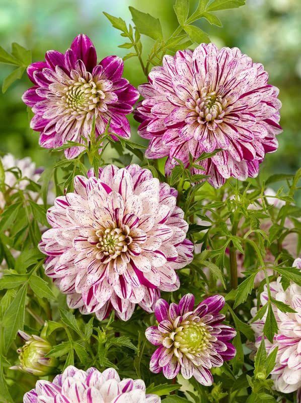 KANAYA Dahlia Seeds Hybrid Seed  (55 per packet)