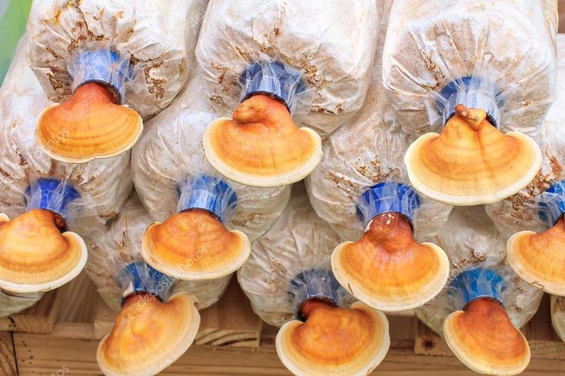 Monday Square Monday Square Generation One High Yield Ganoderma Mushroom Spawn/Seeds 400 G Set Of 2 (200 G Each) Seed  (400 g)
