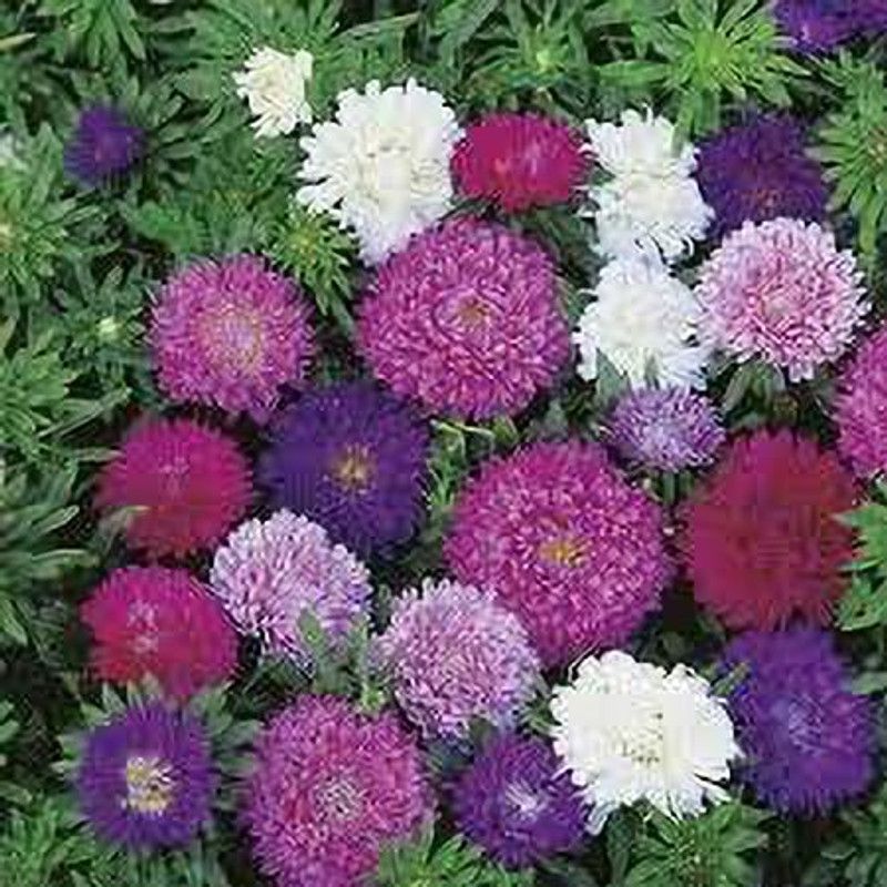 KANAYA Aster Flower Seed  (80 per packet)