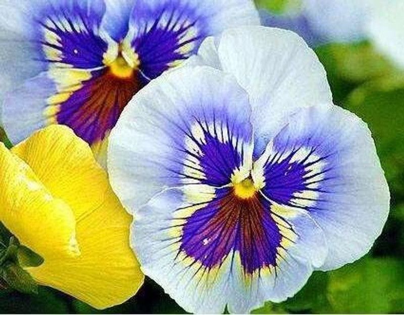 CYBEXIS Beautiful Pansy Mix Color Wavy Viola Seed  (50 per packet)