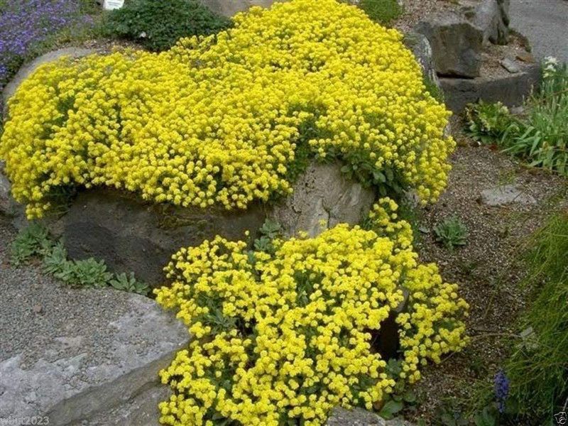 CYBEXIS Alyssum Seeds,"Basket-of-Gold" Clusters of Tiny, Intense Yellow Flowers Seed  (1 g)