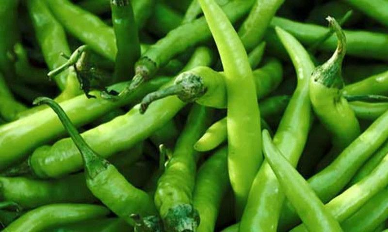 XOLDA Hybrid Green Chilli Seed  (59 per packet)