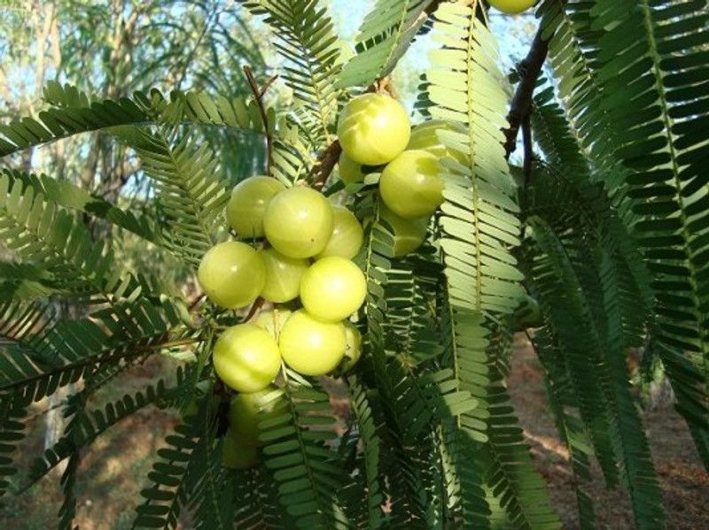 PLANTZON Amla Plant Seed  (50 per packet)