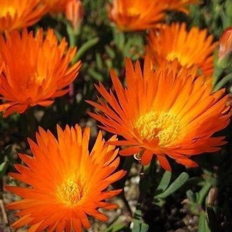 CYBEXIS Ice Plant Orange Flower Seeds Seed  (1 g)