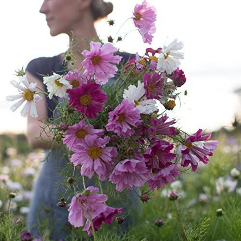 CYBEXIS Cosmos Seashells Mix Seeds Seed  (1 g)