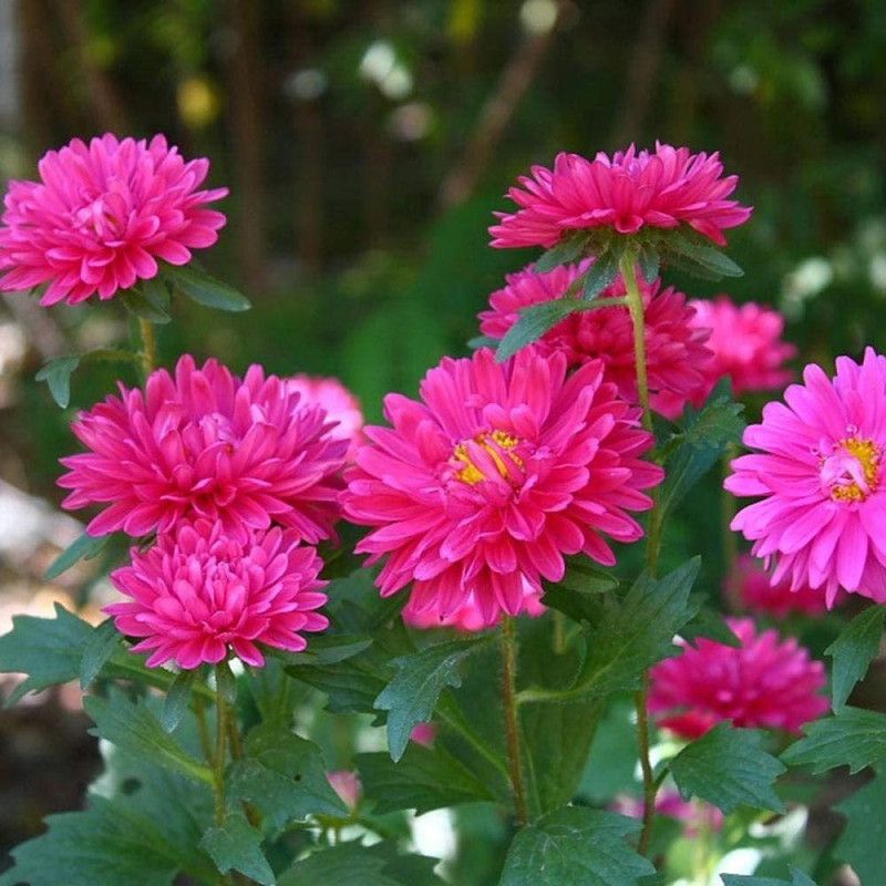 CYBEXIS Aster four seasons easy to plant mixed color Seed  (50 per packet)