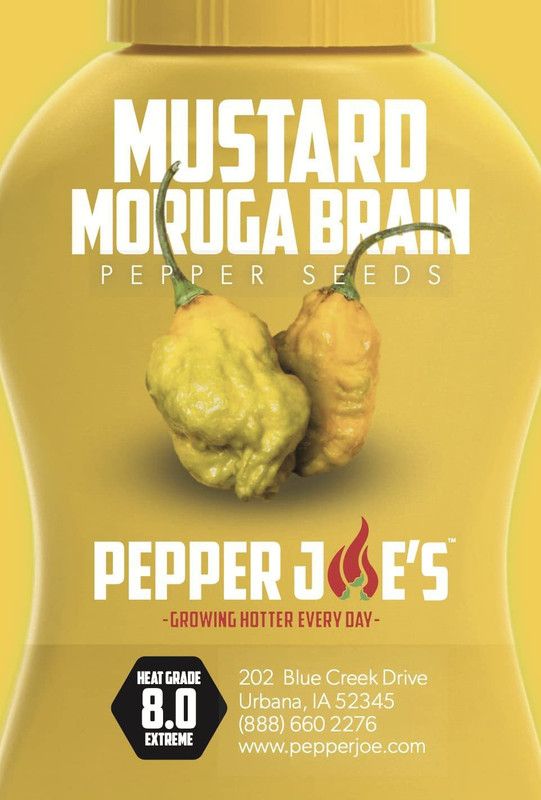 WILLVINE VVI-810 Mustard Moruga Brain Chilli Seeds Seed  (200 per packet)