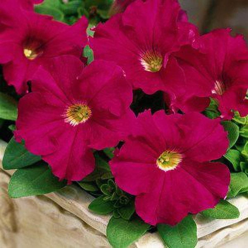 CYBEXIS PETUNIA GRANDIFLORA ROSE VARIETY Seed  (50 per packet)