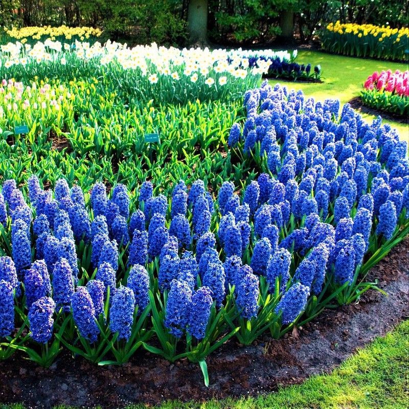 FERNSFLY® Imported Hyacinth Bulbs Indoor Outdoor Flower Blooming Pack of 2 Blue Jacket Seed  (2 per packet)