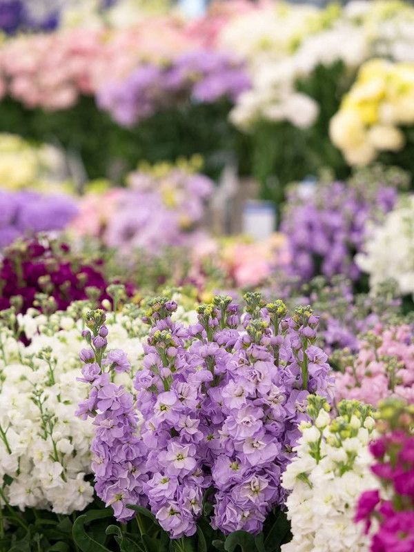 CYBEXIS F1 Hybrid Stock"Excelsior" - Variety Mix Seed  (50 per packet)