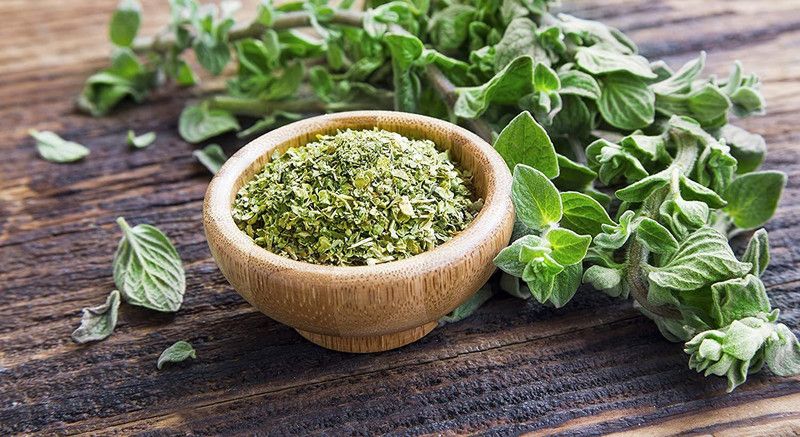 WILLVINE VXI-7 Italian Oregano HERB Seeds Seed  (400 per packet)