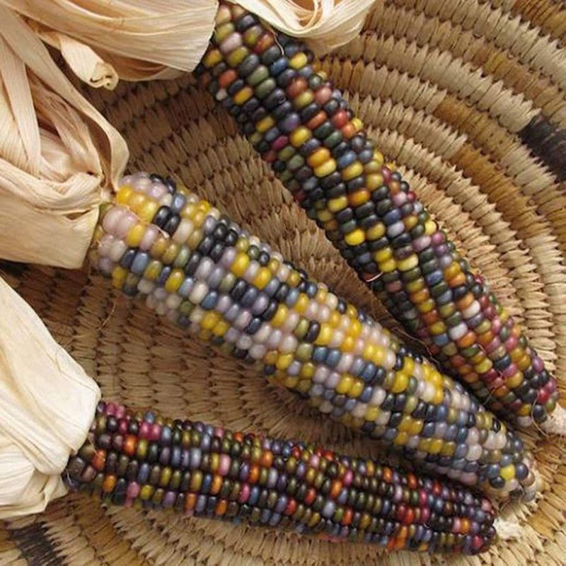 CYBEXIS Yard Coarse Food Grain Planting Rainbow Corn Seeds -250 Seeds Seed  (250 per packet)
