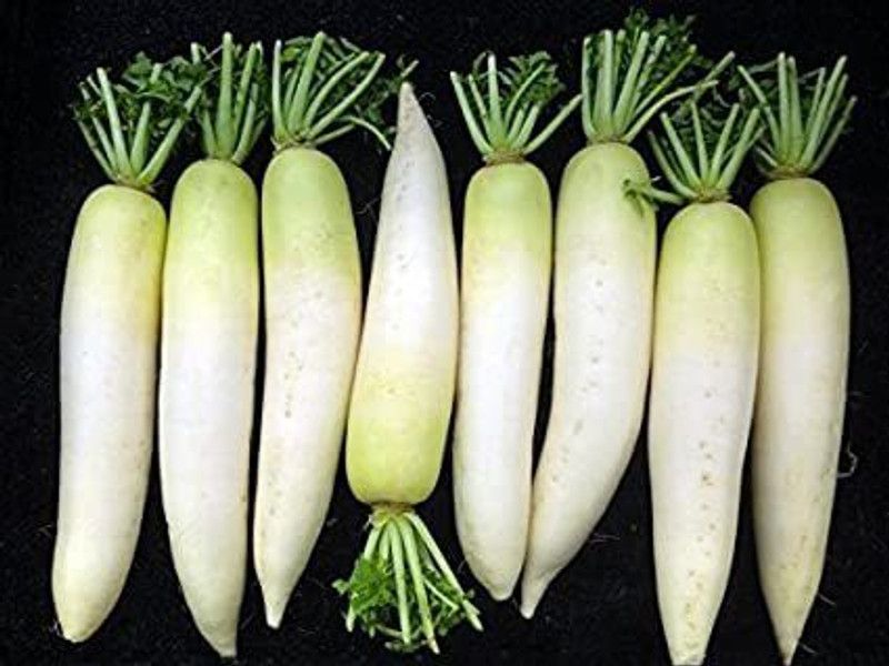 Mozette Radish Seed  (15 per packet)
