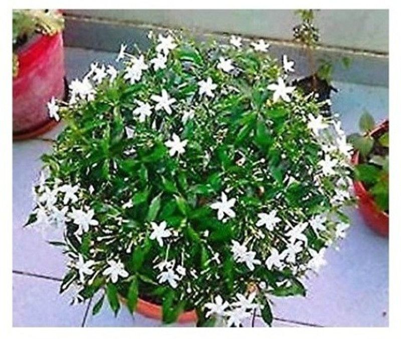 EdensField Sageretia Plant  (Pack of 1)