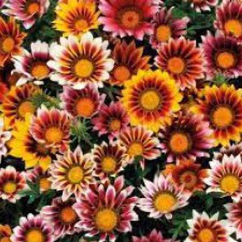 Nodoc Gazania Seed  (40 per packet)