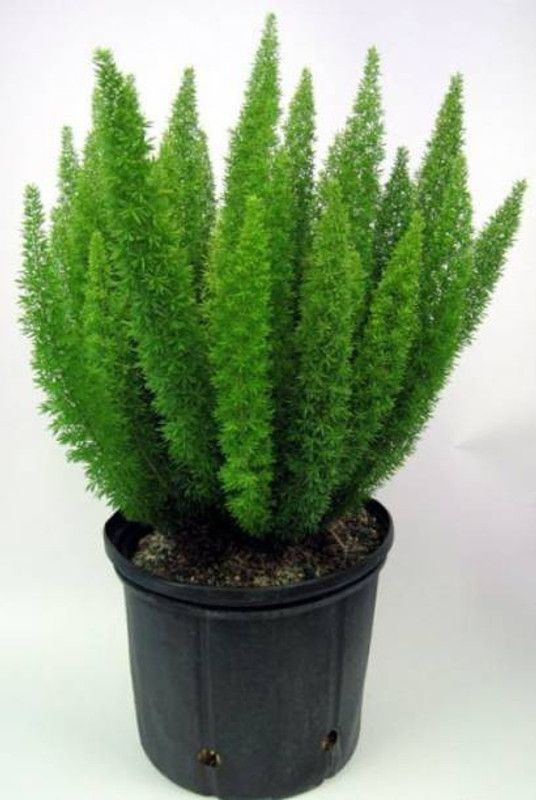 Starlink Asparagus Plant  (Pack of 1)