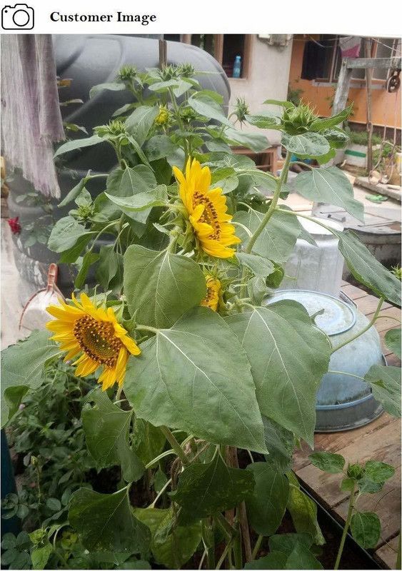 KANAYA Sunflower Flower Tall Sungold GMO-Free Seed  (13 per packet)