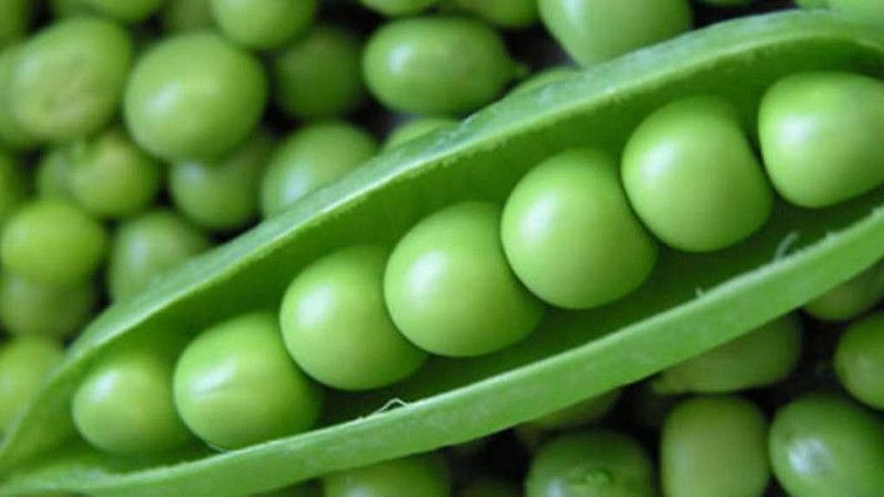 PEARL Green peas Seed  (150 per packet)