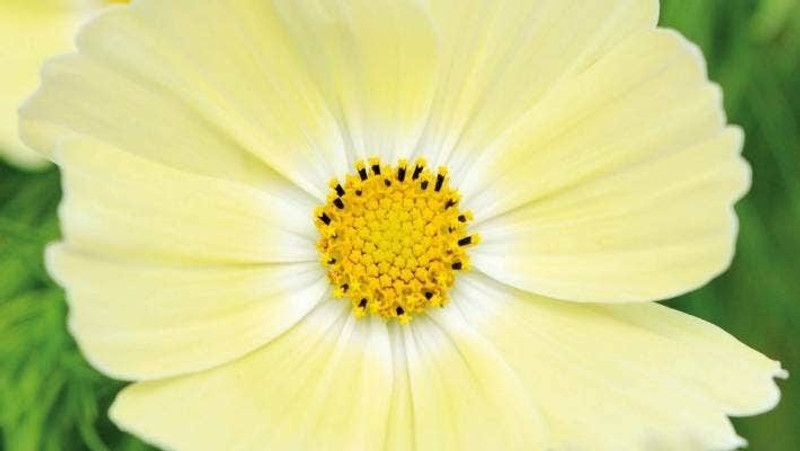 ZIXA Cosmos 'Lemonade' Seed  (20 per packet)