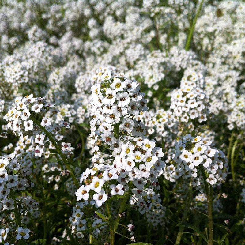 YOUNG STAR Farmer FLOWER Seeds MULTICOLOUR ALUSSUM FLOWER IMPORTED Seeds - ALYSSUM FLOWER Seeds Seeds Organic Home Garden Seeds. Seed  (35 per packet)