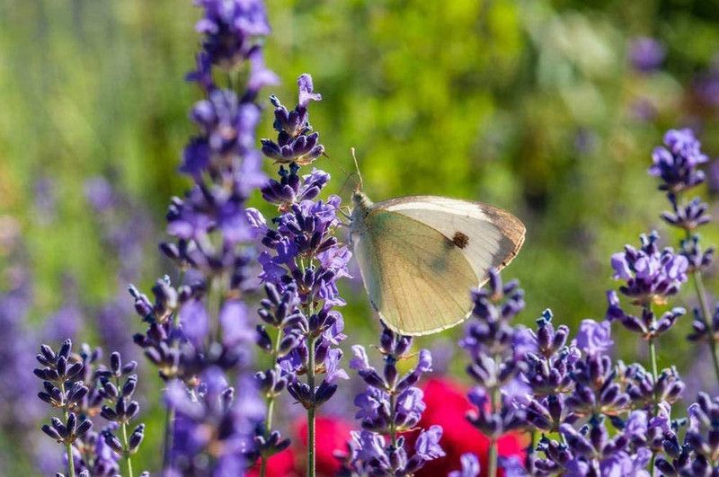 VibeX Lavender Seed  (500 per packet)