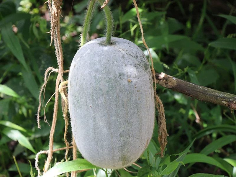 Aywal Ash Gourd Seed  (24 per packet)