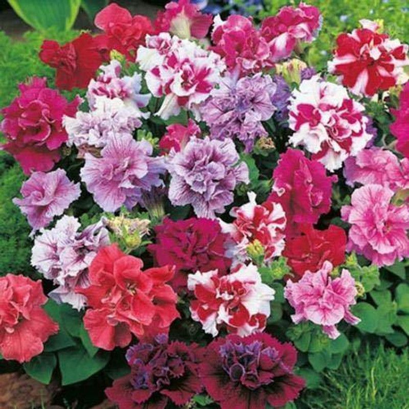 XOLDA Exotic Petunia Double Mix Seed  (82 per packet)