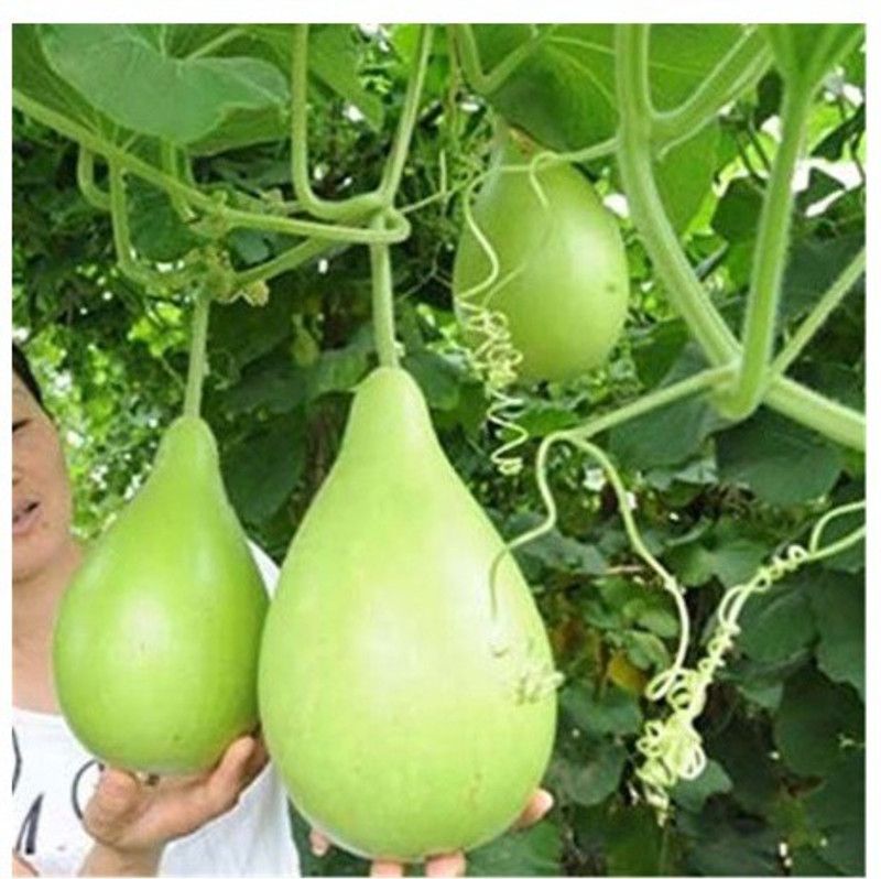 UGRA GOURD ROUND SEEDS Seed  (30 per packet)