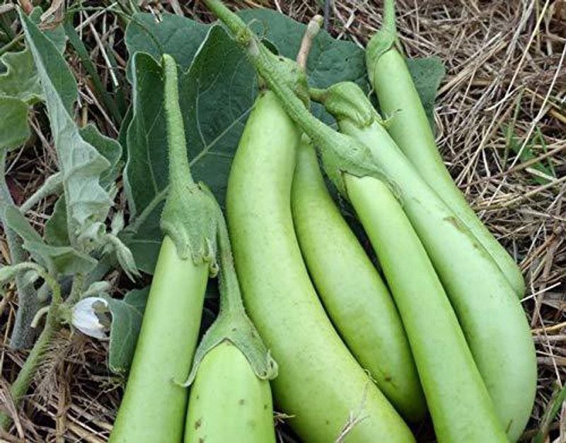 KANAYA Brinjal Green Long Seed  (65 per packet)