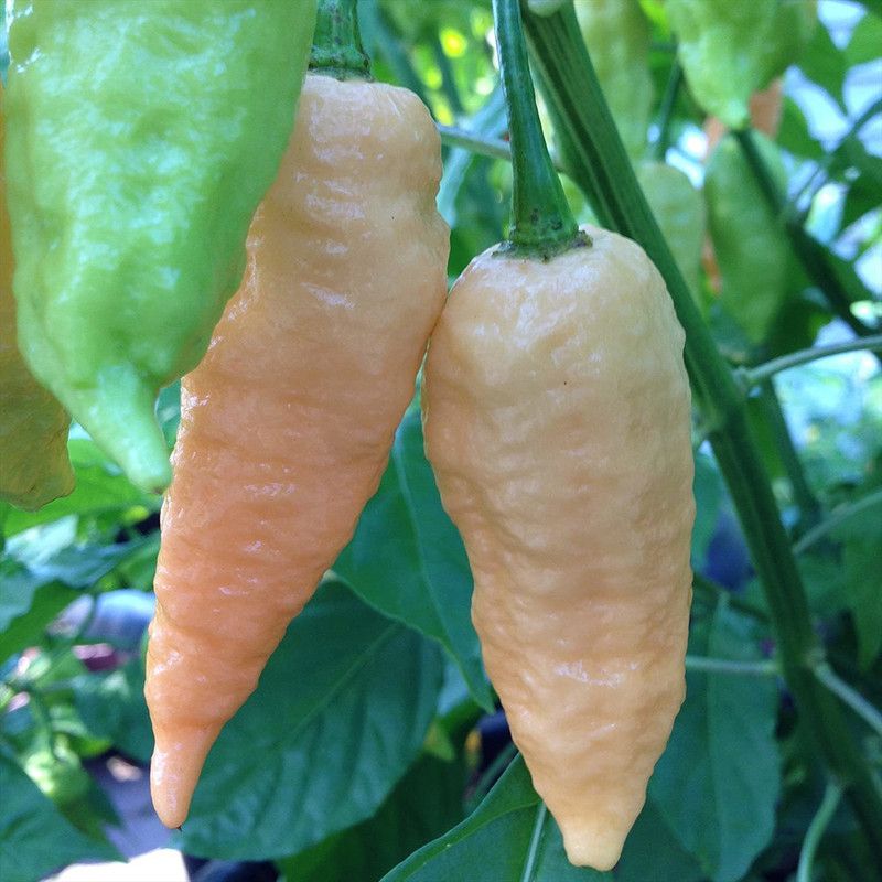 VibeX ® XLR-1010 Bhut Jolokia (Multi) Chilli Seed  (200 per packet)