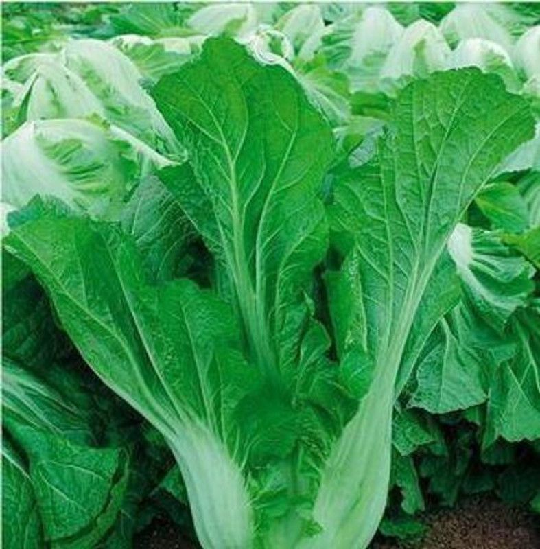 XOLDA Musted Leaves Seed  (21 per packet)