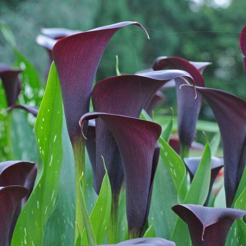 Audbhidhi Calla Lily Black Flower Bulbs for All Season ( 10 bulbs) Seed  (10 per packet)