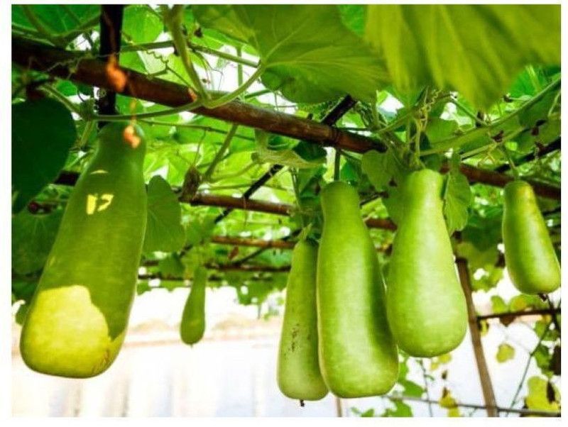 UGRA Lauki Dudhi hybrid seed Seed  (30 per packet)