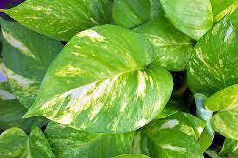 K.K.Enterprise Money Plant  (Hybrid, Pack of 1)