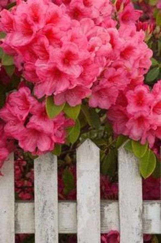 JRYU Clarkia Elegance Double mixed flower Seed  (44 per packet)
